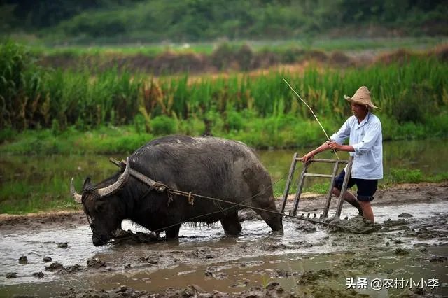 农村耕地出租多少钱一亩?直补归谁?