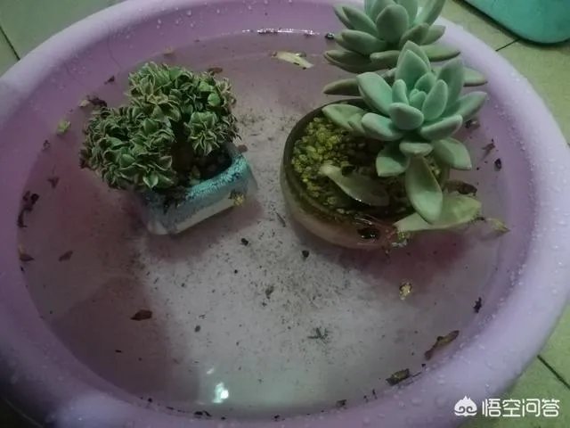 给多肉浇水的秘诀是什么?