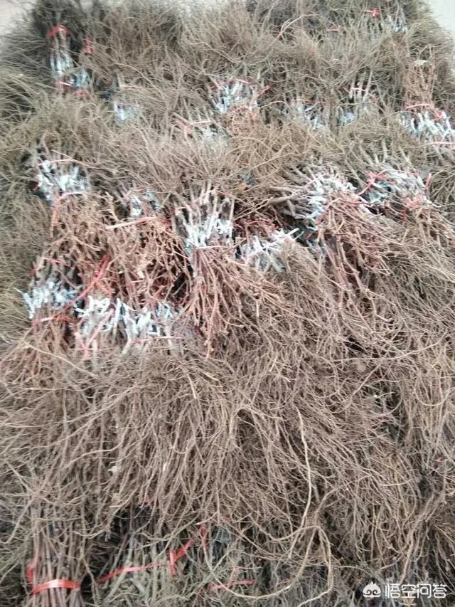 蓝宝石葡萄苗多少钱一棵?
