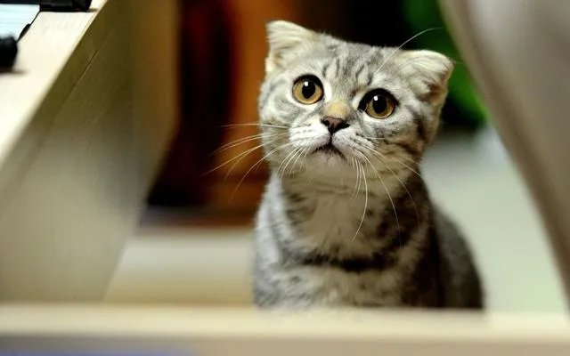 奶猫是不是吃了睡睡了吃?一天要睡多长时间?