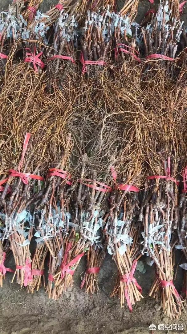 蓝宝石葡萄苗多少钱一棵?
