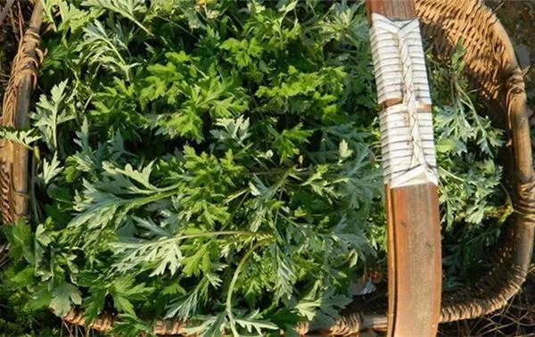 艾草是野生的好还是种植的好？