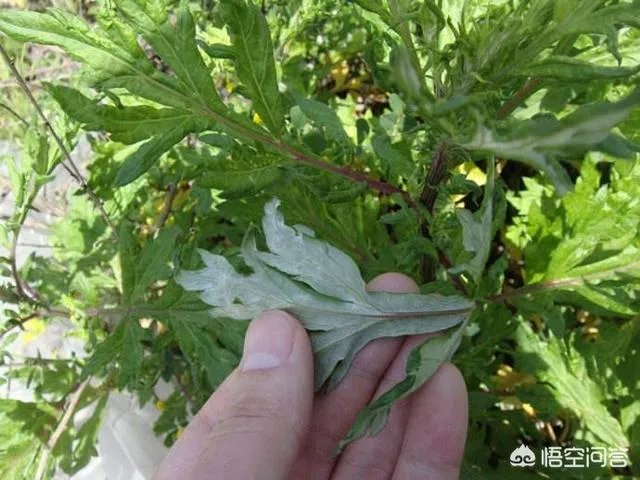 艾草是野生的好还是种植的好？