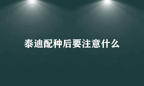 泰迪配种后要注意什么