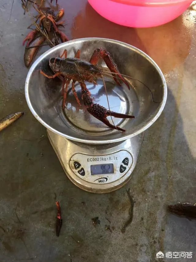 养殖小龙虾每亩投入3000元,亩产300斤算正常吗?该如何养殖?