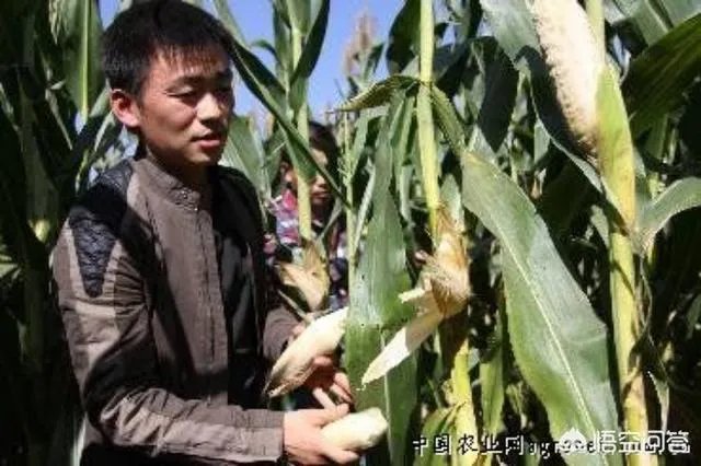 农村耕地出租多少钱一亩?直补归谁?
