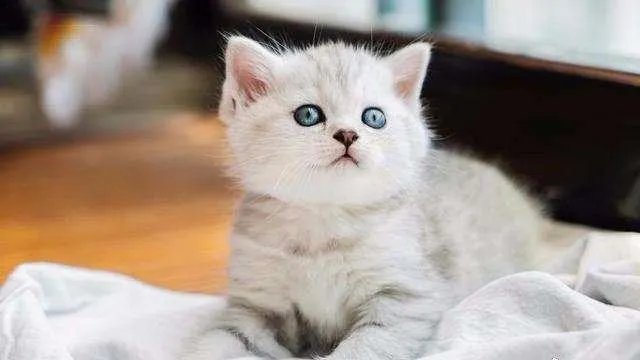 奶猫是不是吃了睡睡了吃?一天要睡多长时间?