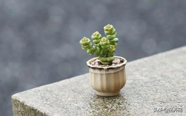 给多肉浇水的秘诀是什么?