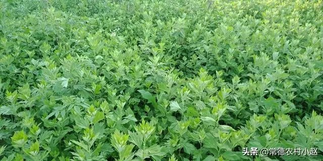 艾草是野生的好还是种植的好？