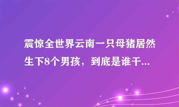 震惊全世界云南一只母猪居然生下8个男孩,到底是谁干的!?...