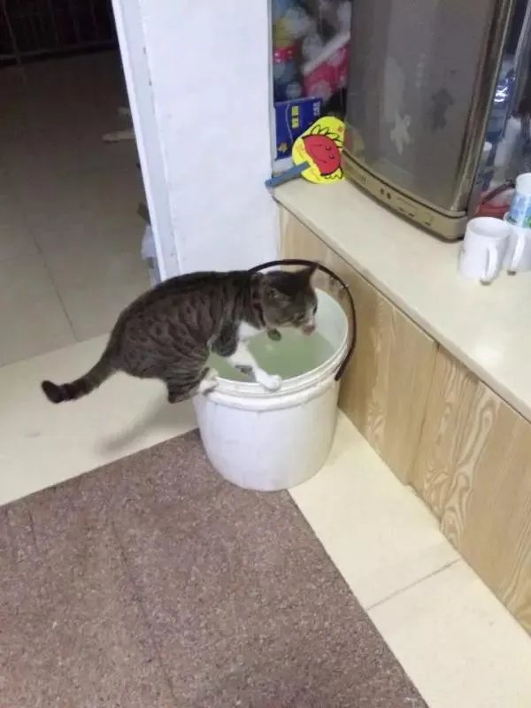 你家的猫做过哪些不可思议的事?