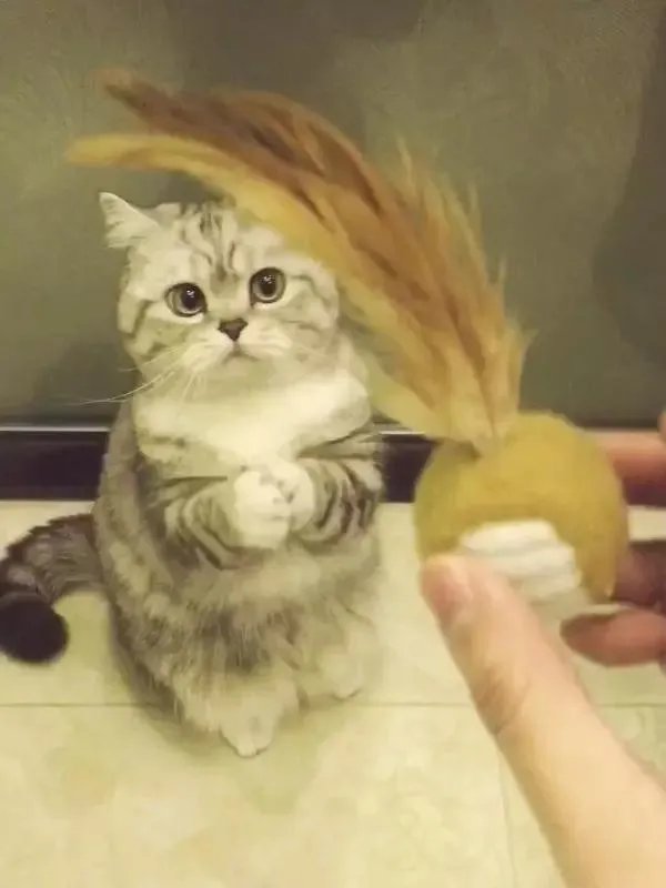 你家的猫做过哪些不可思议的事?