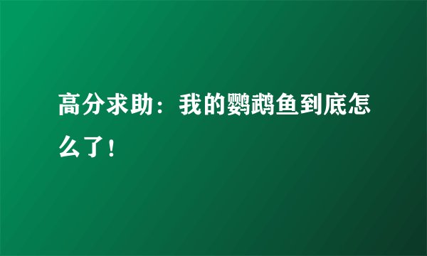高分求助：我的鹦鹉鱼到底怎么了！