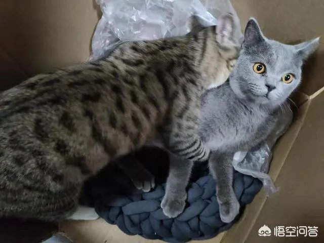 你家的猫做过哪些不可思议的事?