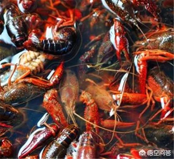 养殖小龙虾,水质该如何管理,日常管理要注意什么?