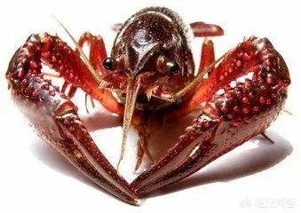养殖小龙虾,水质该如何管理,日常管理要注意什么?