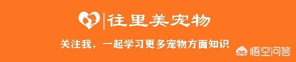被染色成熊猫的狗,真的更“可爱”吗?