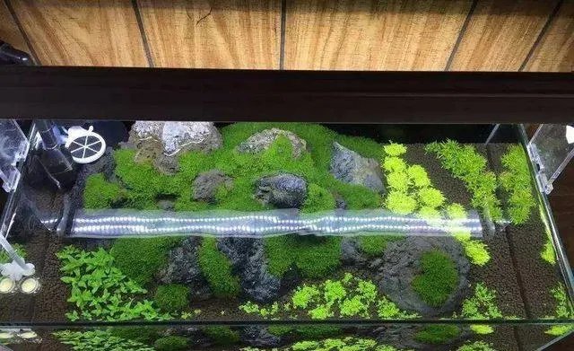 彩霞鱼