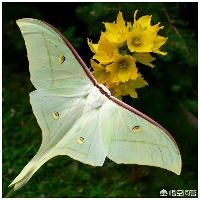这是什么品种的飞蛾?