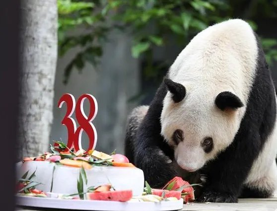 最年长熊猫迎38岁，熊猫的普遍年龄是多少？