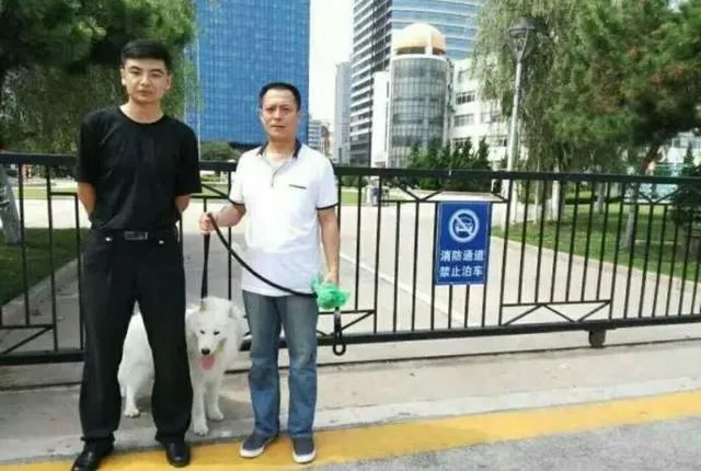 萨摩耶在交警队混吃混喝1个月把交警吃穷了,有这么夸张吗,萨摩耶有多能吃?