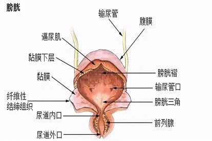 膀胱的解剖结构图