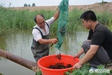 养殖小龙虾,水质该如何管理,日常管理要注意什么？