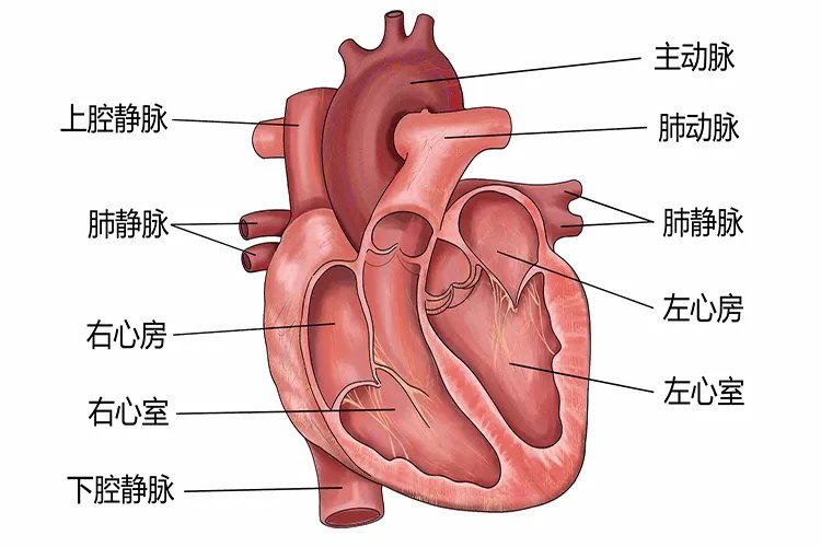 心脏结构简图