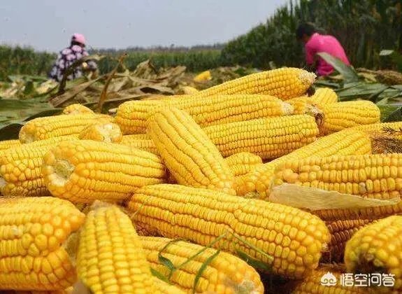 如果猪价降至6元,养殖户的利润是怎样的?