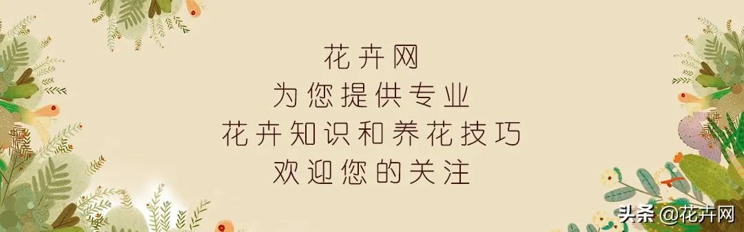 给多肉浇水的秘诀是什么?