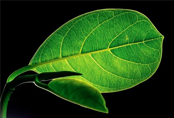 科学家发现5.5亿年前海底生物,那是一种什么生物?