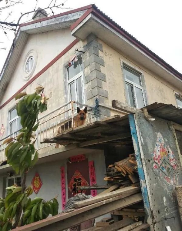 有人建议向美国学习,通过立法禁止国人吃狗肉,你支持或反对?