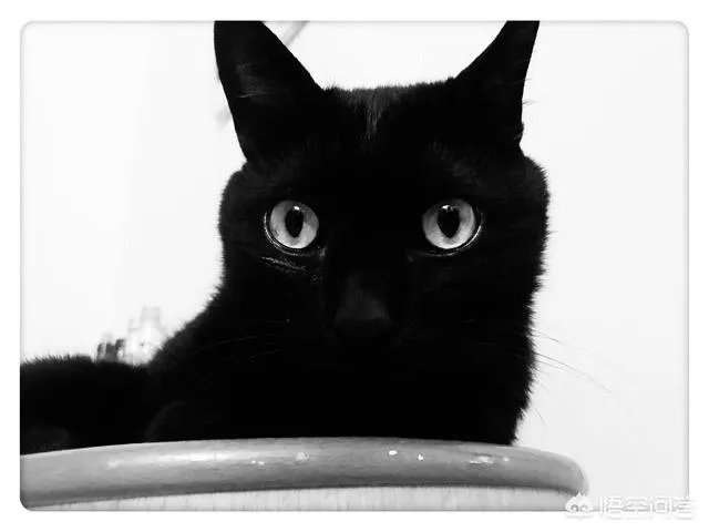 你家的猫做过哪些不可思议的事?