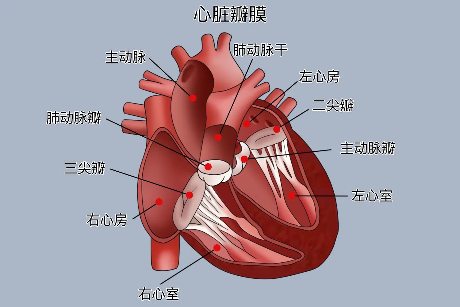 心脏结构简图