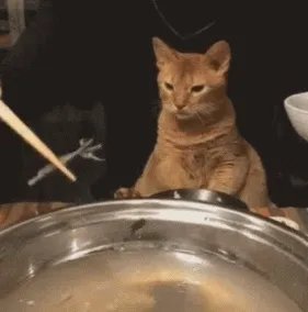 你家的猫做过哪些不可思议的事?