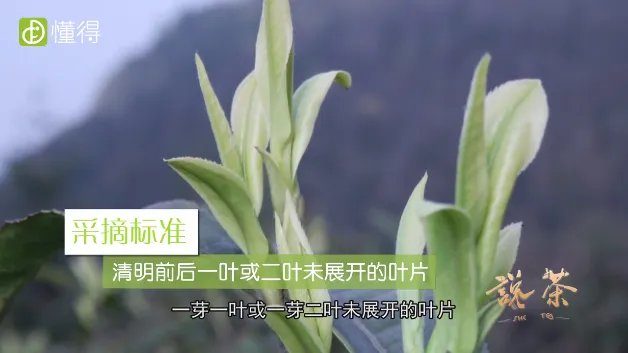 都匀毛尖是什么茶(图文)