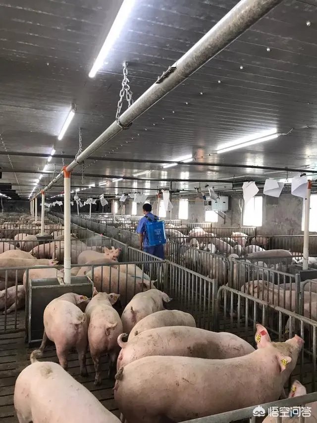 如果猪价降至6元，养殖户的利润是怎样的？