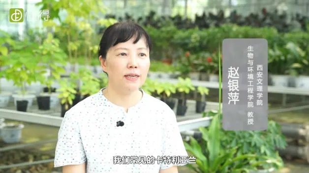 兰花怎么养