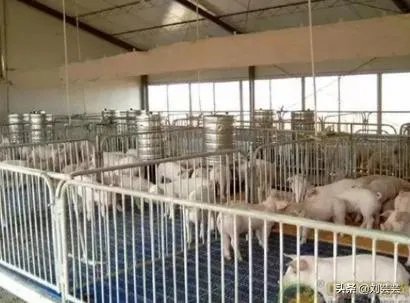 美国市场无肉可卖,为何养殖户却对猪进行安乐死,尸体堆积如山?