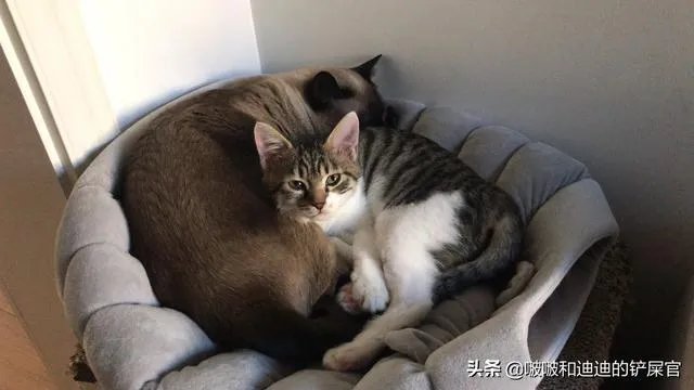奶猫是不是吃了睡睡了吃?一天要睡多长时间?