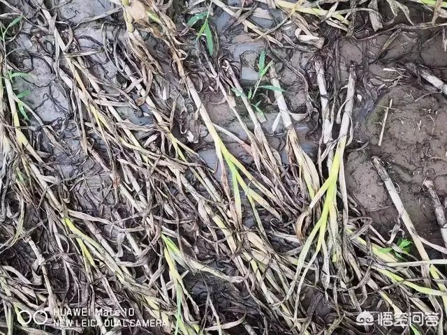 2018年的大蒜到底是会涨价还是会掉价?