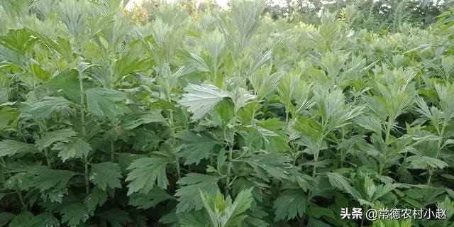 艾草是野生的好还是种植的好？