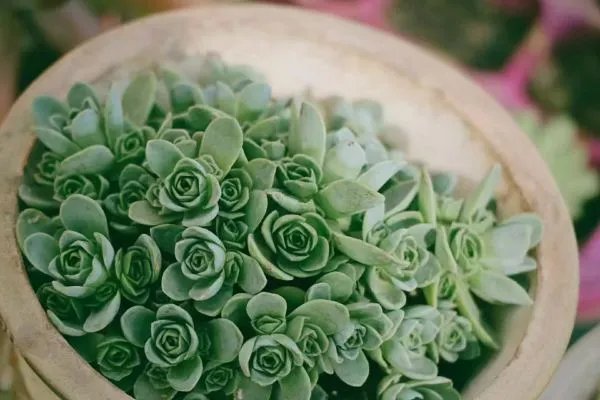 上海中侨职业技术学院是几本?是本科还是专科学校?