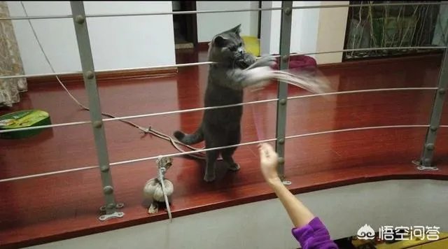 你家的猫做过哪些不可思议的事?