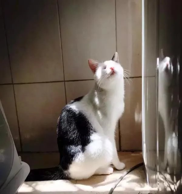 你家的猫做过哪些不可思议的事?
