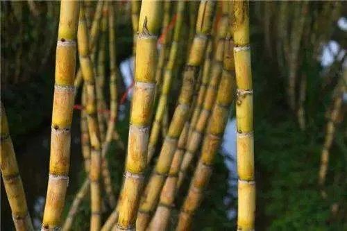 为什么很多水果店都不愿意卖甘蔗?