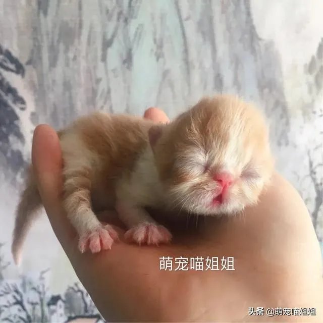 奶猫是不是吃了睡睡了吃?一天要睡多长时间?