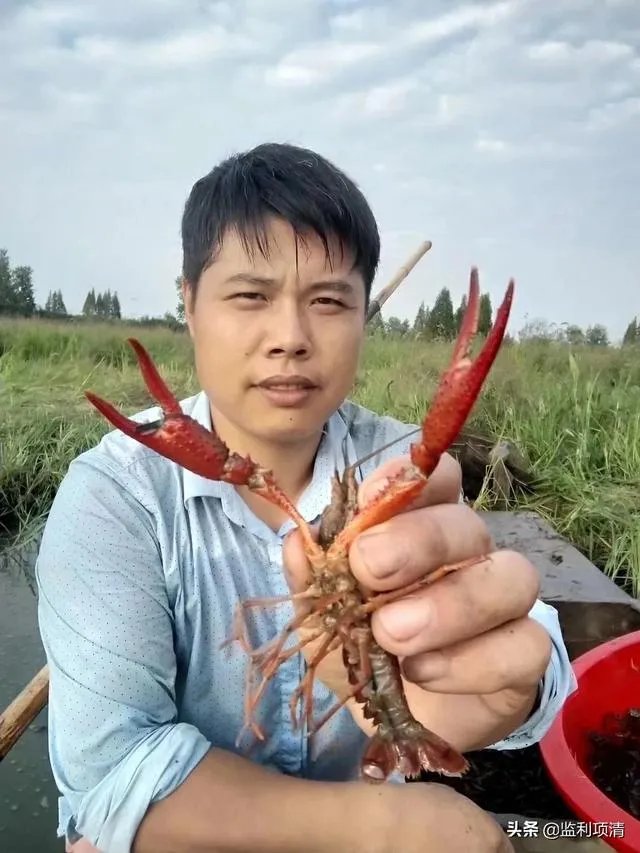 养殖小龙虾,水质该如何管理,日常管理要注意什么?