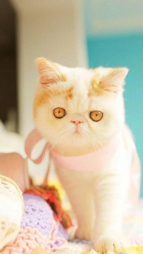 奶猫是不是吃了睡睡了吃?一天要睡多长时间?