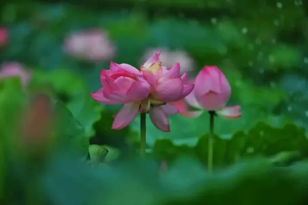 南京玄武湖罕见再现并蒂莲,并蒂莲什么时候开花?